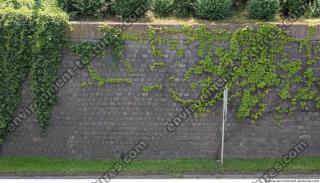 wall overgrown ivy 0004